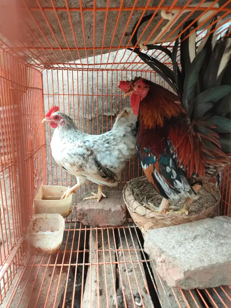 Ayam Kate sepedasang