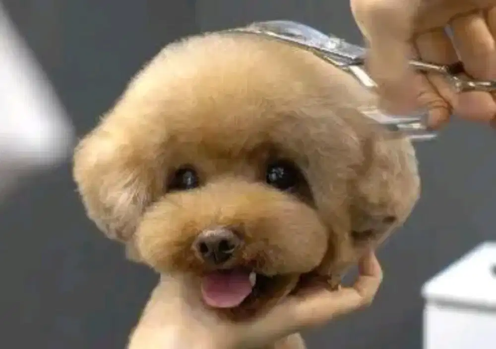 Indo pet grooming-salon hewan panggilan cr&dog bekasi utara terdekat