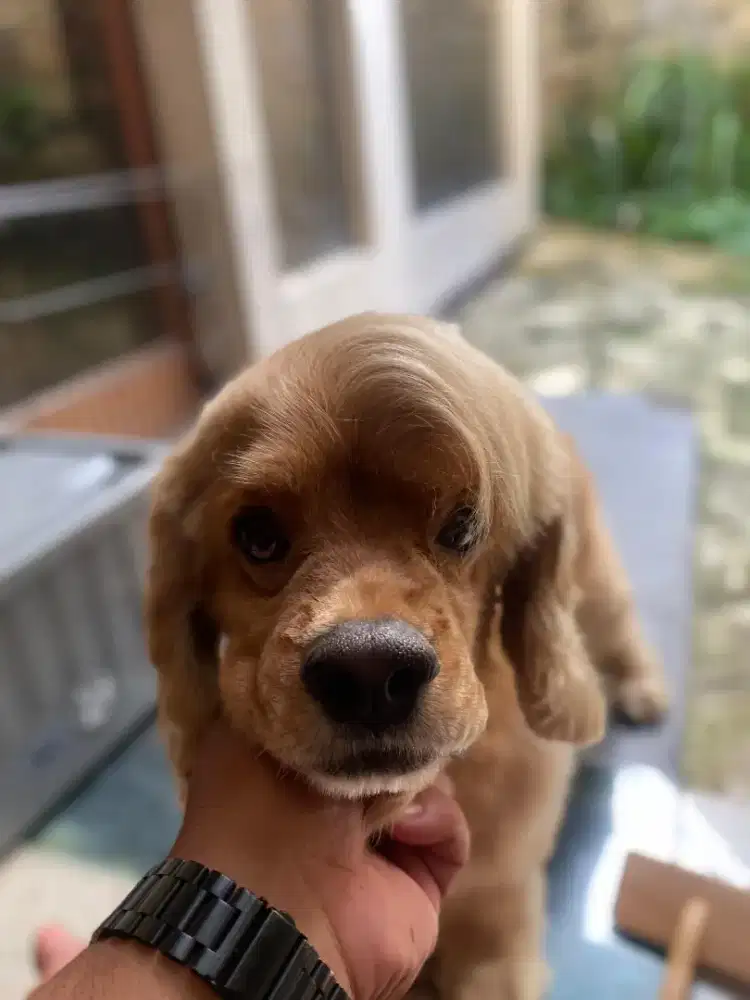 Indo pet  grooming hewan panggilan terdekat