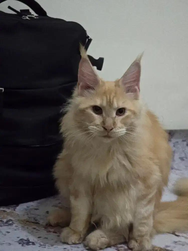 Mainecoon non ped