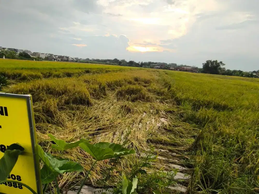 Tanah Sawah Strategis di Jombang