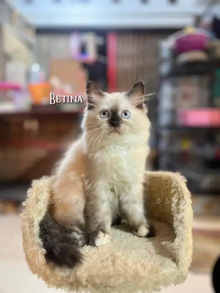 Ready for adopt kitten persia