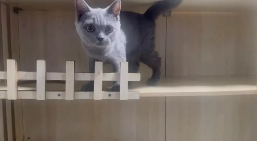 Kucing british shorthair