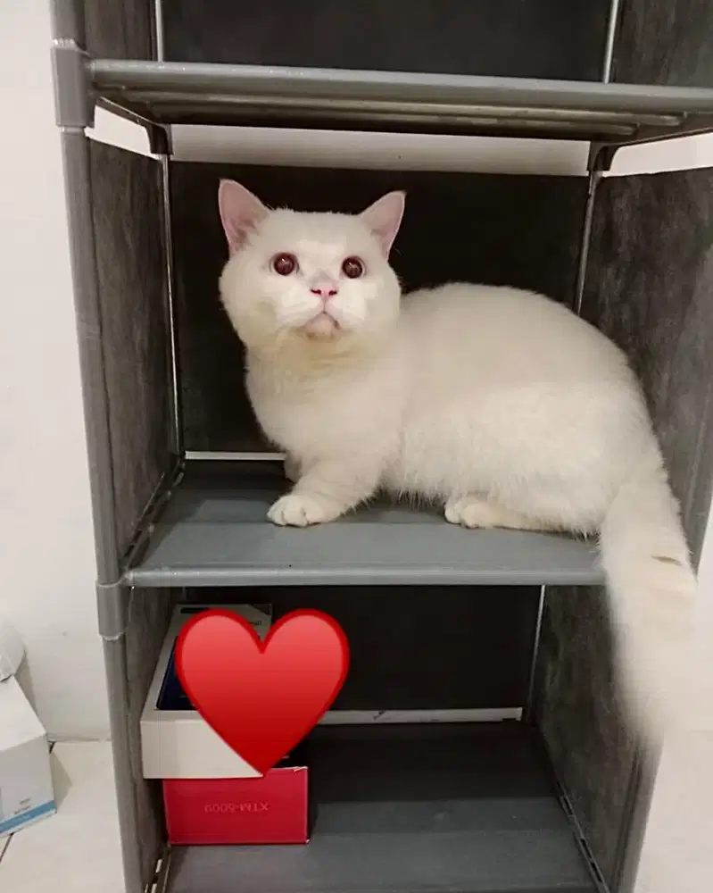 Kucing Munchkin Jantan