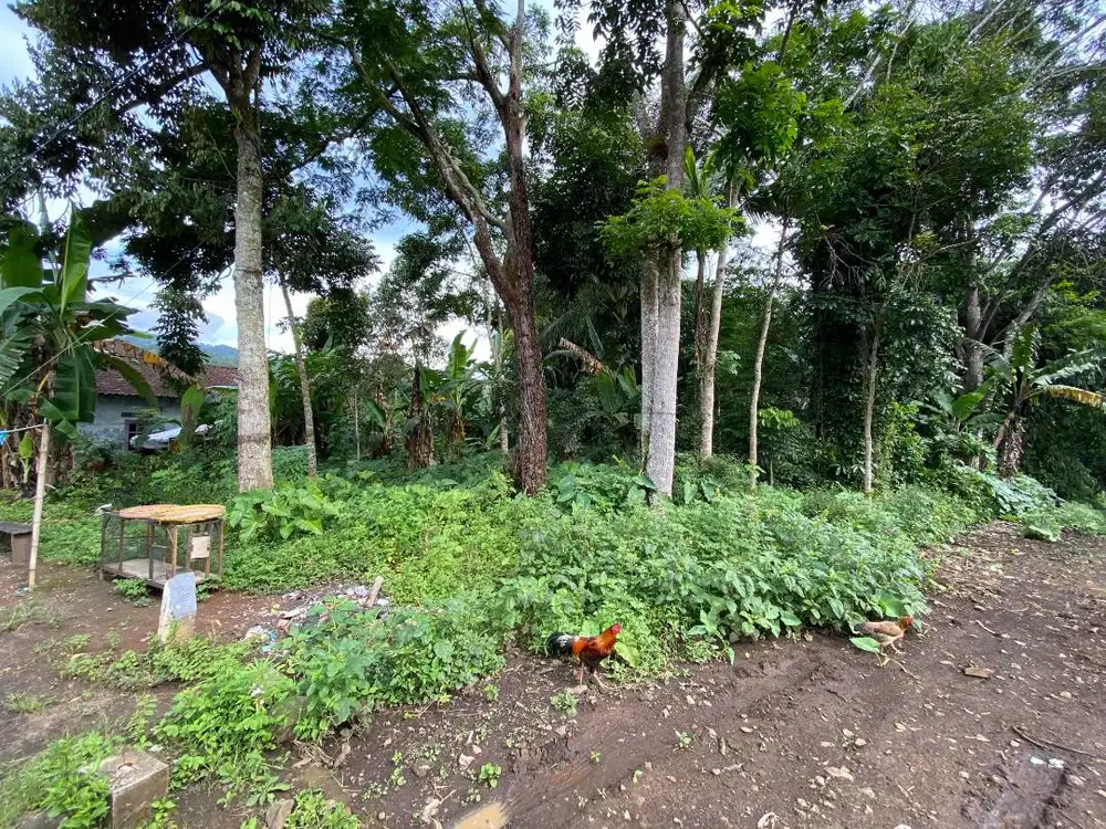 Dijual Tanah SHM 1405 m2 Dusun Krajan