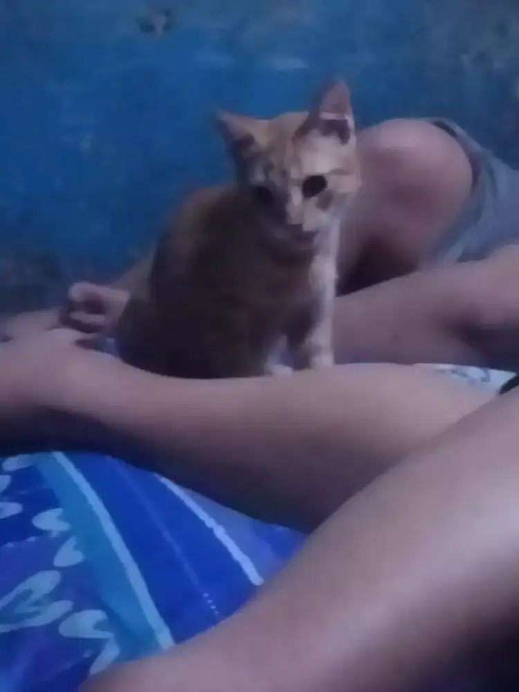 Di lepas kucing Persia mixdom