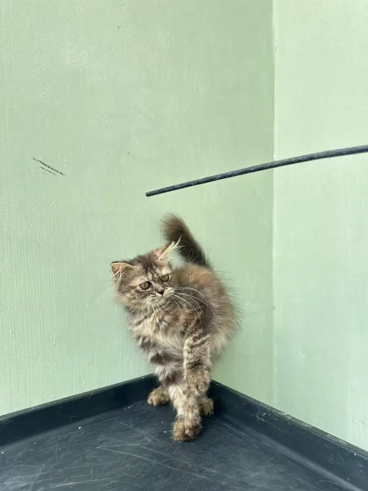 Kitten Persian Flatnose Calico
