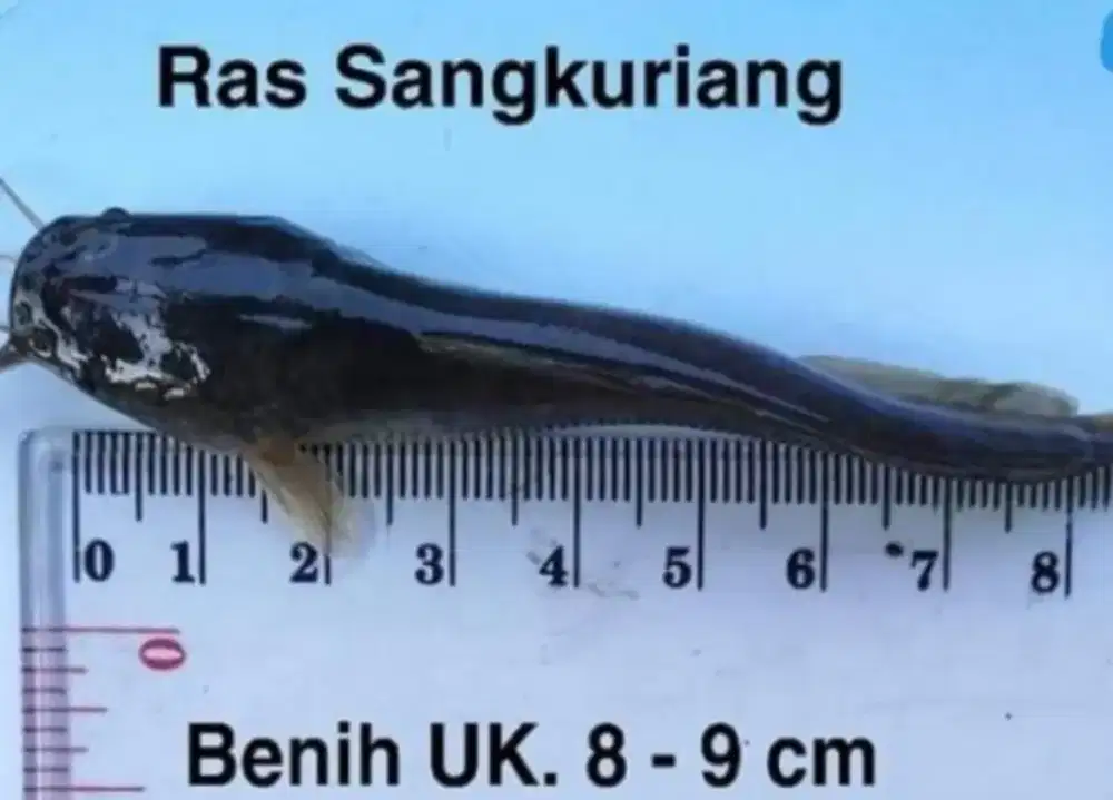 Jual bibit ikan lele sangkuriang size 68
