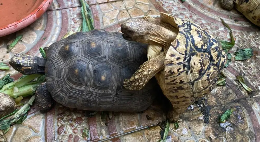Hybrid Tortoise ( sepasang Pardalis & Redfoot )