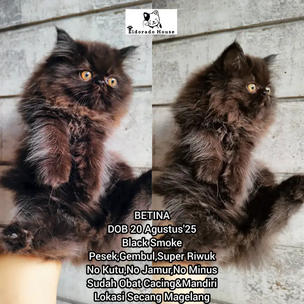 Kucing Persia Peaknose Betina Hitam