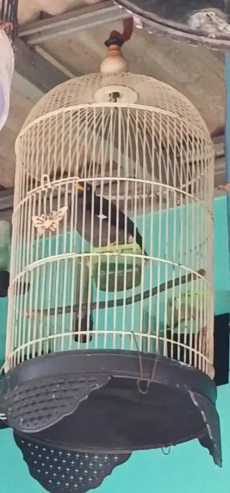 Jalak hitam sama sangkare video lewat WA no user