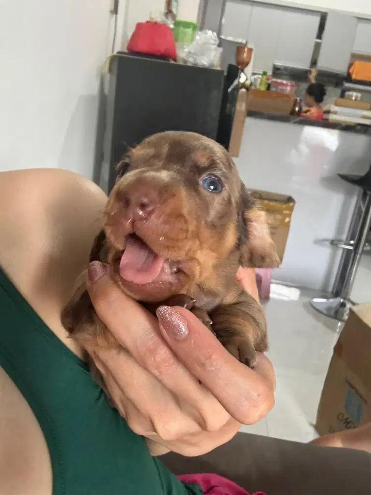 Open Adopt Pure mini Tekel High Quality