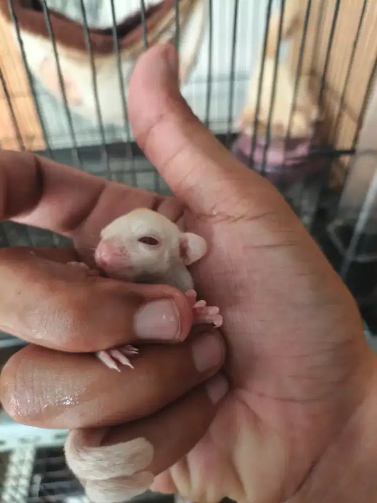 Sugar glider leu Ruby