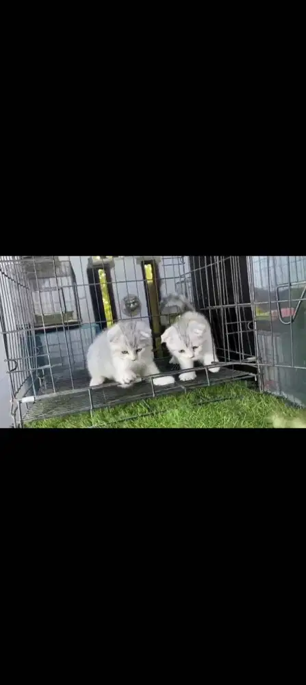 kucing scotish fold jantan