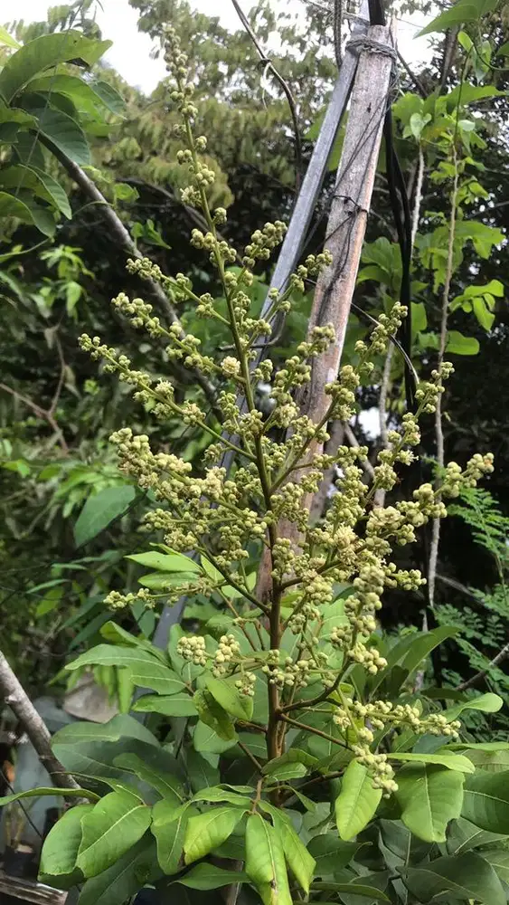 Kelengkeng dalam pot rajin berbuah