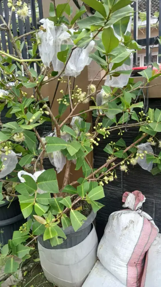 Pohon Jambu Madu Deli Hijau (MDH) Manis