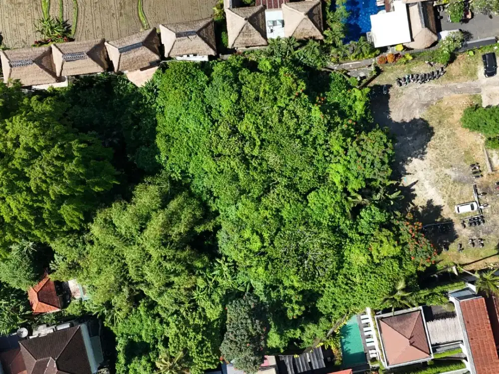 Land For Lease In Central Ubud - Thumbnail 5