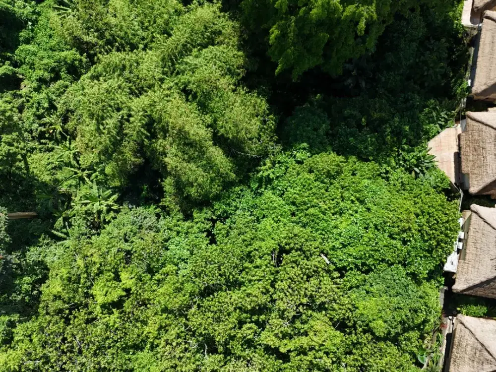 Land For Lease In Central Ubud - Thumbnail 3