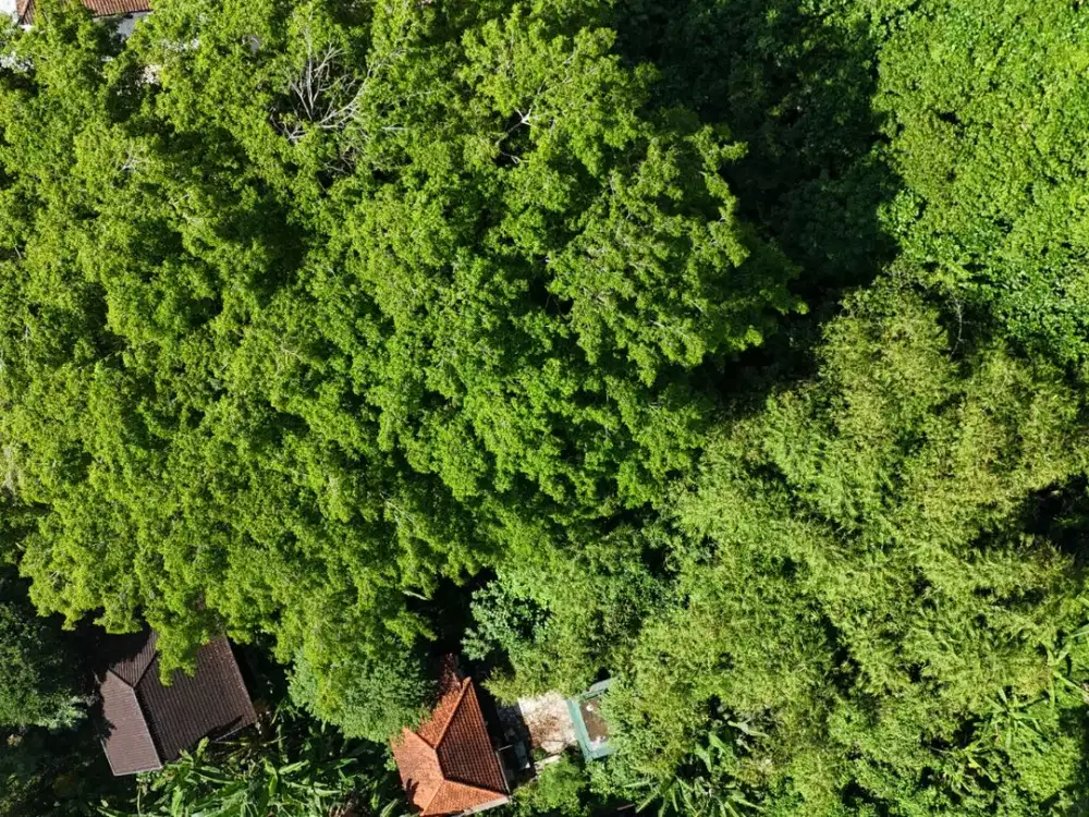 Land For Lease In Central Ubud - Thumbnail 4