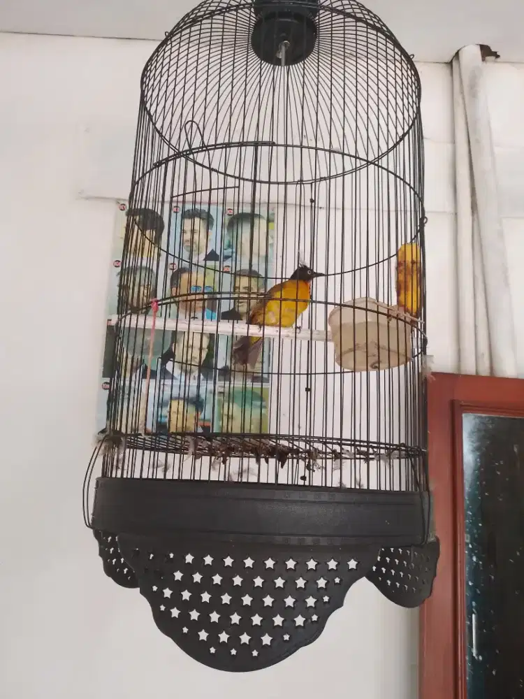 JUAL MURAH 1 BURUNG KUTILANG EMAS UDAH ADA SUARANYA  LNGSNG NYAUT