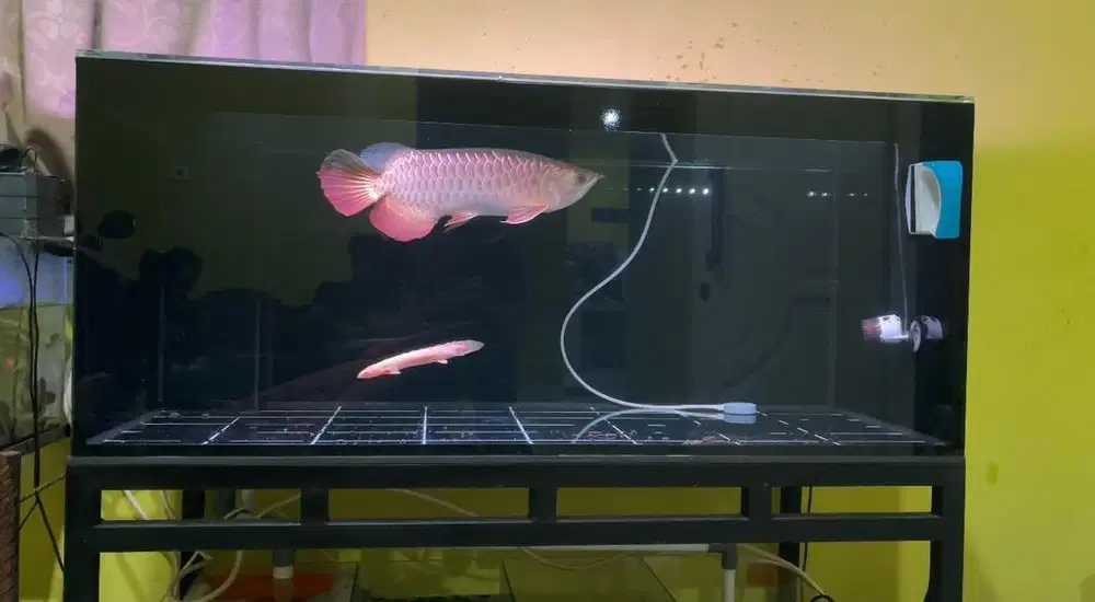 Arwana golden red dan aquarium