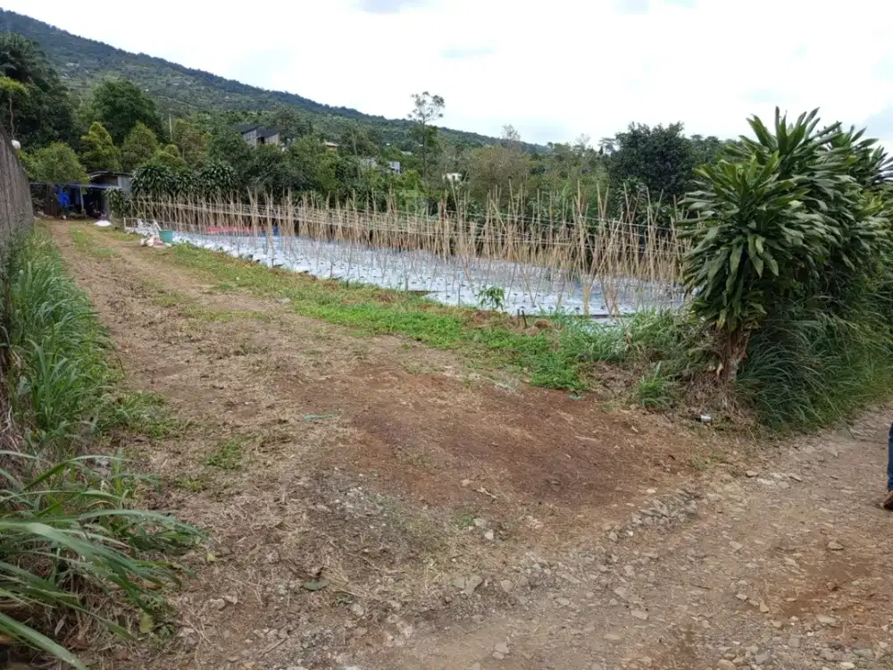 DIJUAL TANAH KEBUN UNTUK VILLA DI CIJERUK BOGOR