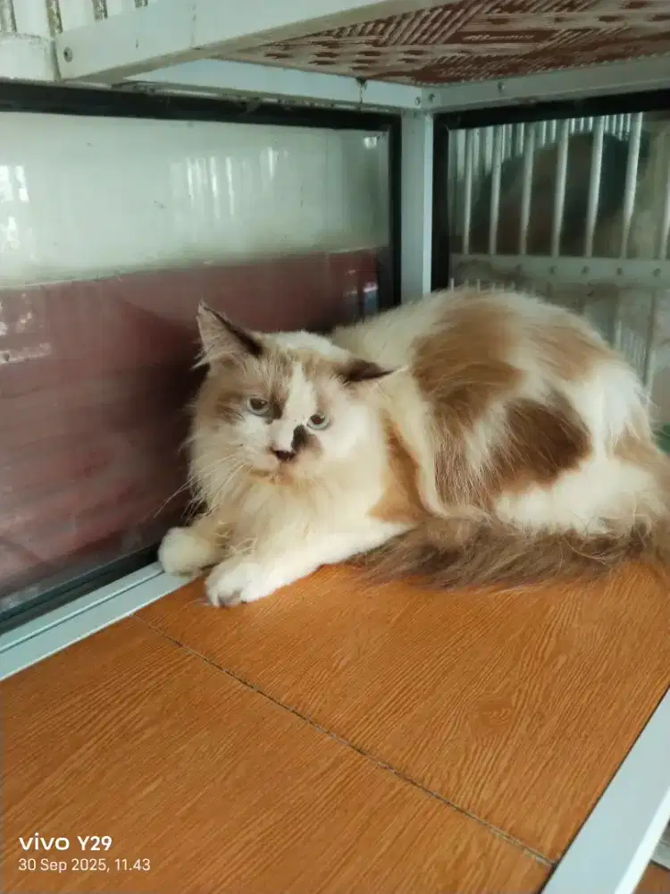 Salon hewan anjing dan kucing panggilan termurah terdek pasar baru