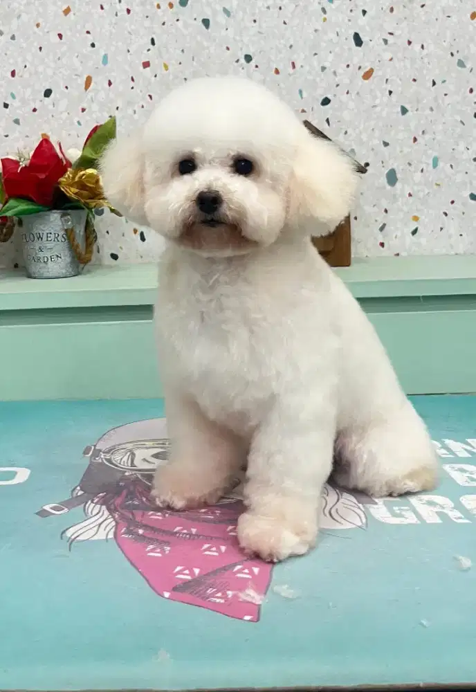 INDO PET  GROOMING PANGGILAN CAT&DOG TERDEKAT