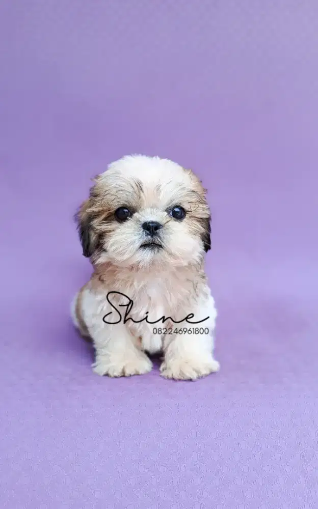 anjing mini shihtzu jantan super cebol size mini