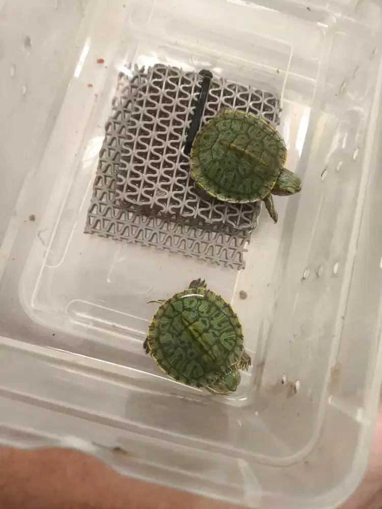 Kura Brazil/res hijau/kura hijau baby size 3 cm