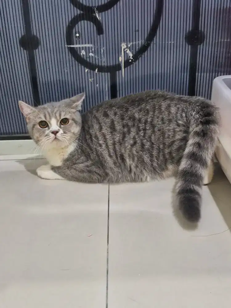 British shorthair Golden Tabby