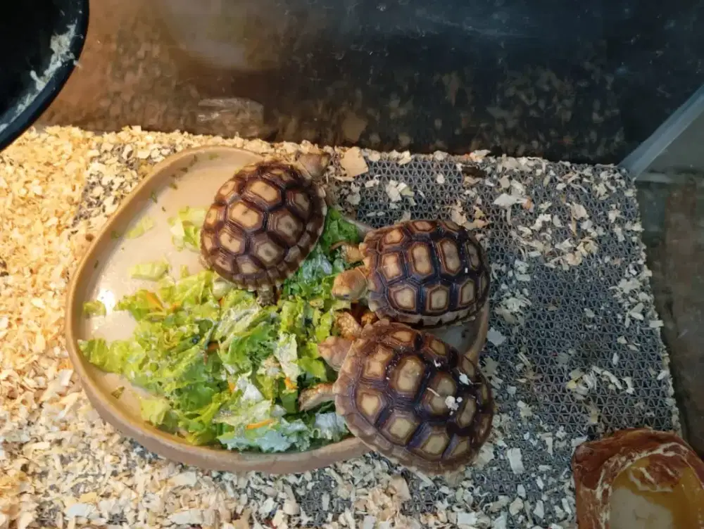 Sulcata mulai 5,6,7,8cm..