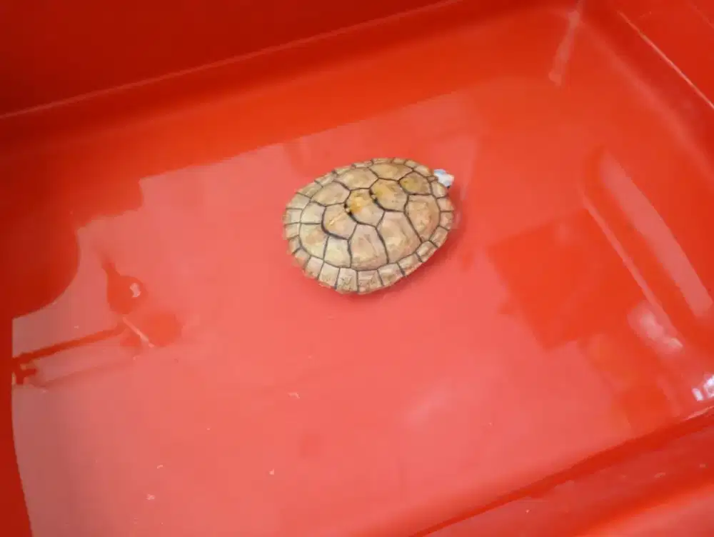 Red ear slider / res caramel 7-8cm