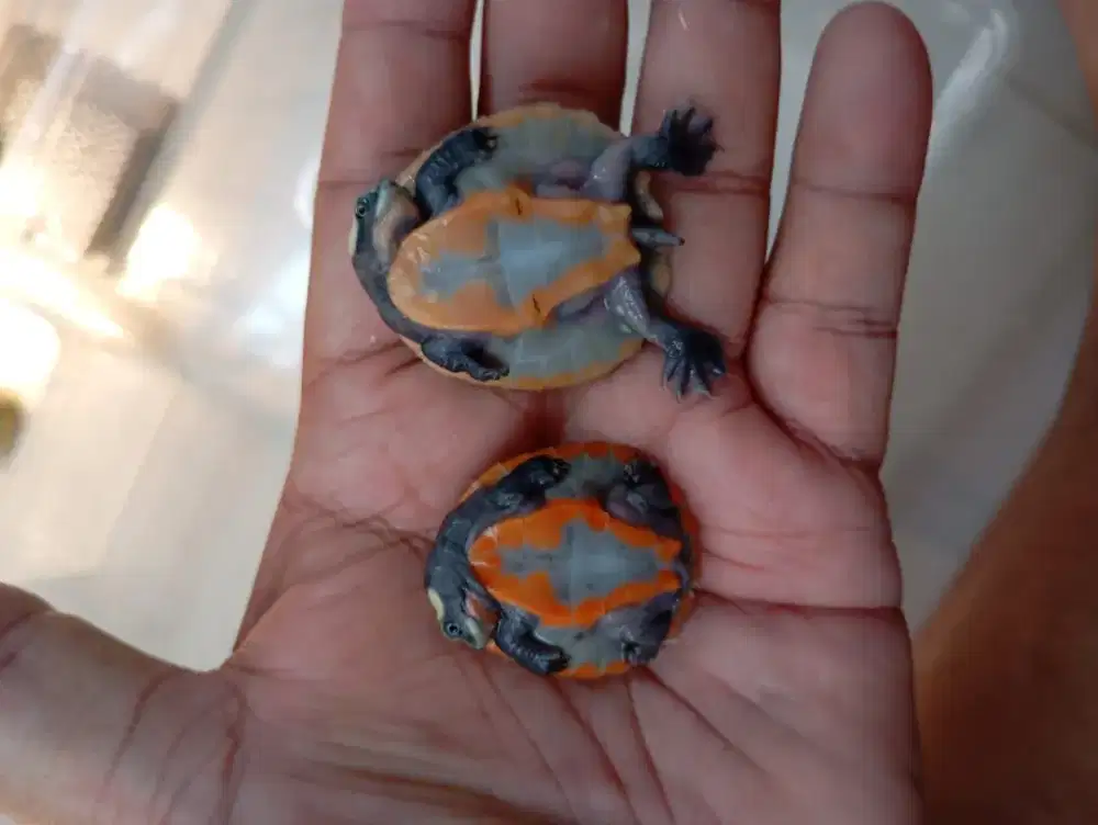 Dada merah / dada putih / venusta