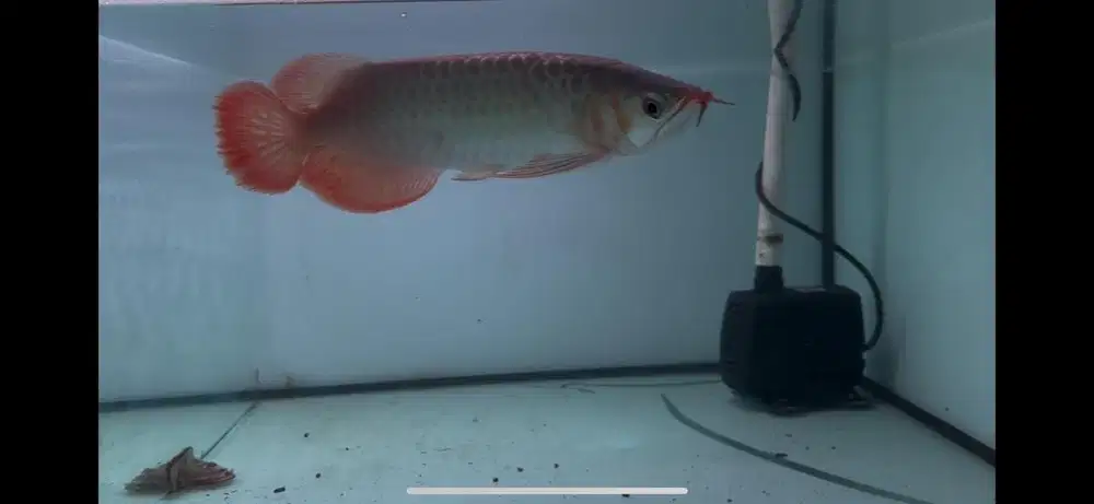 Arwana super red 33cm lepas cepat