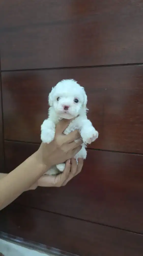 Dicari HOST LIVE khusus jualan anabul (anjing)