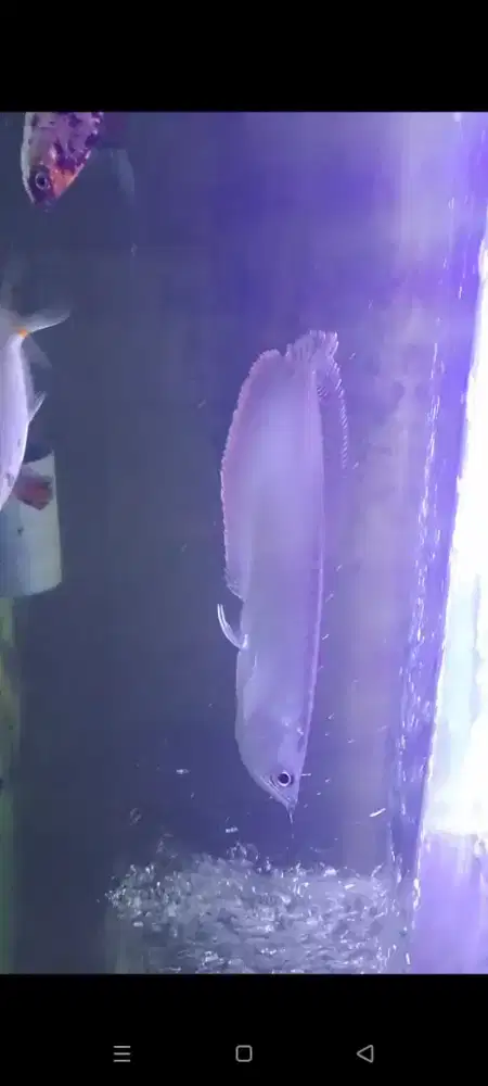 Ikan hias arwana silver Brazil