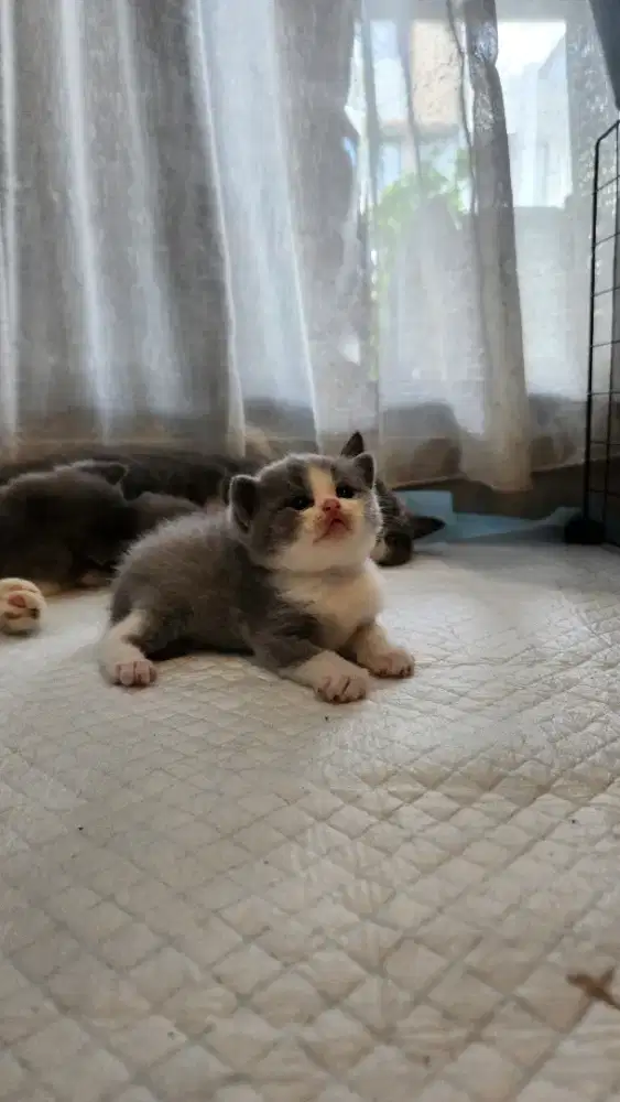 LEPAS ADOPT BRITISH SHORTHAIR (BSH)