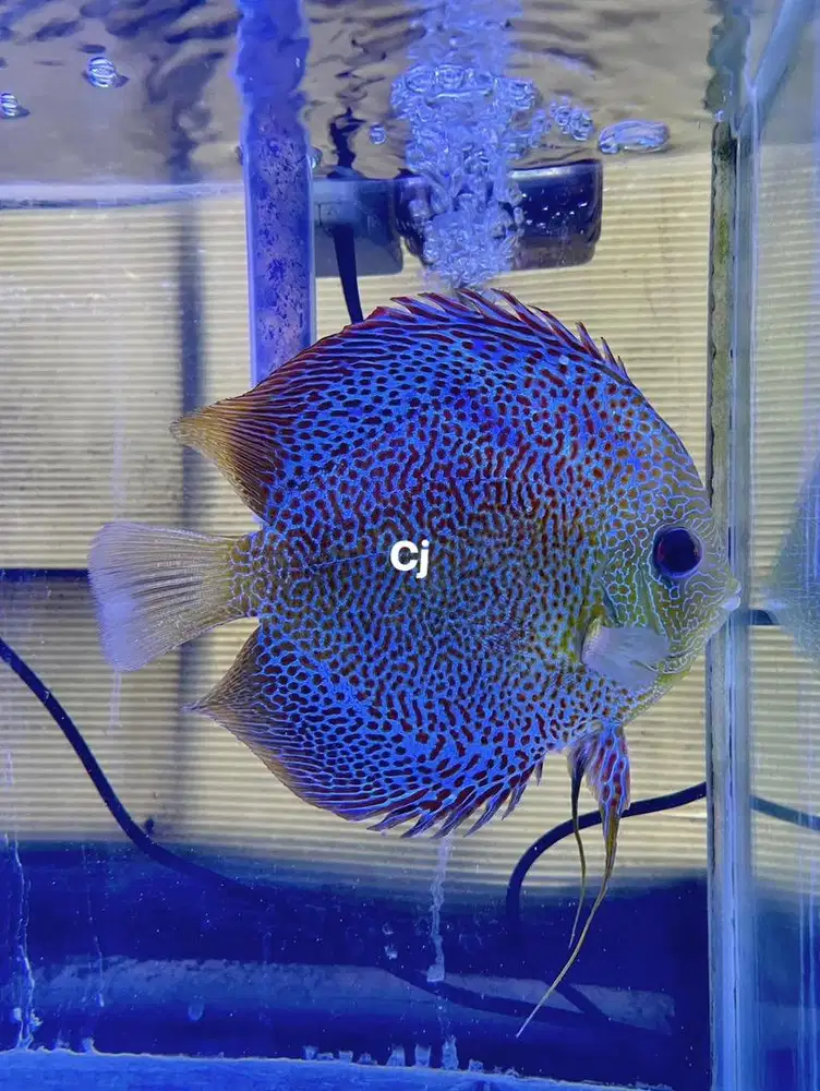 Discus LSS ikan sehat