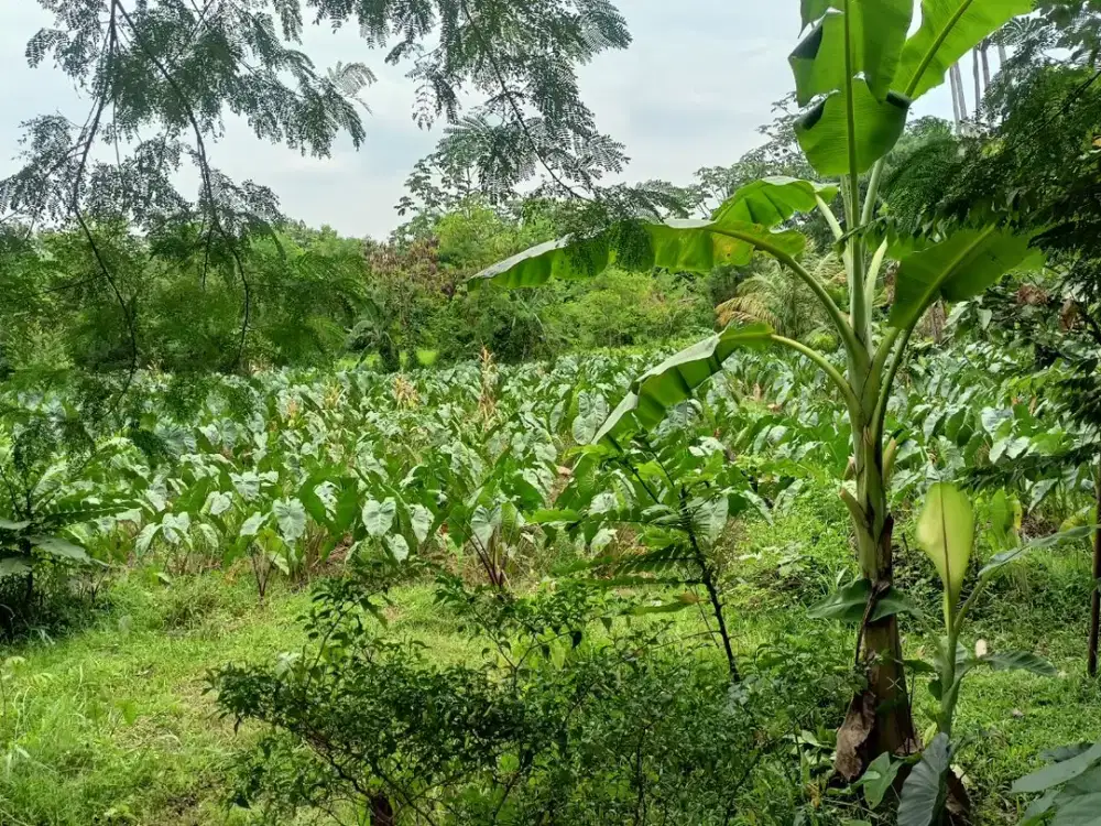 10 Menit IPB Dramaga Kavling Kost Strategis Harga Termurah Free SHM