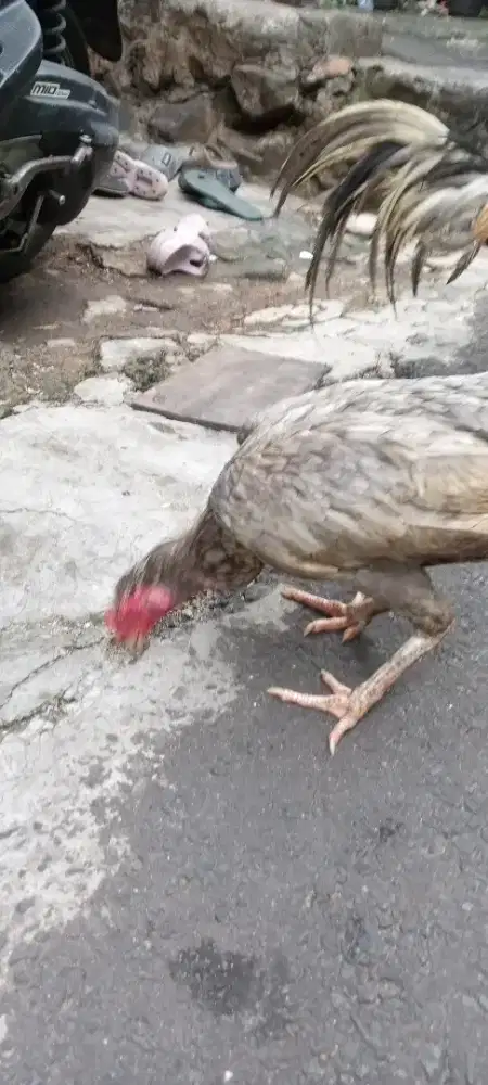 Ayam Birma telor biru
