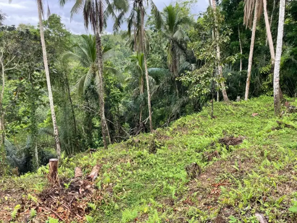 Stunning River and forest view site for sale. Regular shape with direct access off JL Raya Kendran. 32 are freehold.