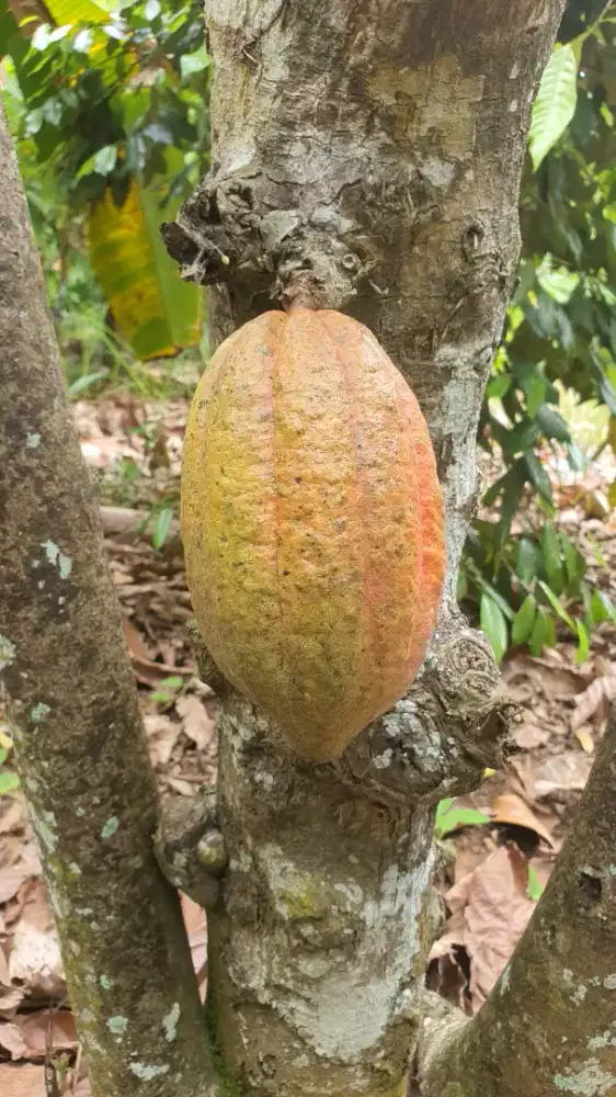 Kakao Coklat Fresh Dari Pohon