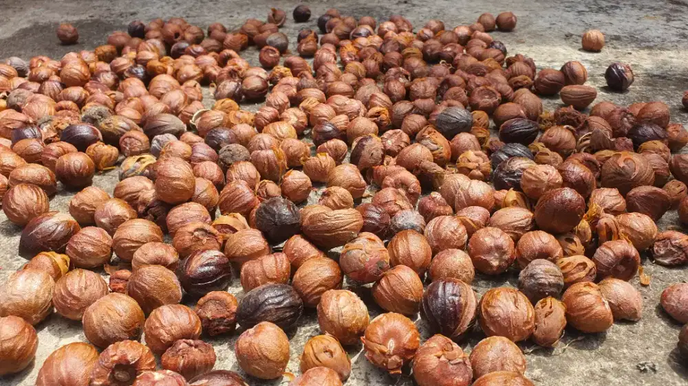 Biji Pala Kering Kualitas Terjamin InsyaAllah