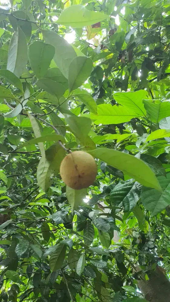 Buah Pala Langsung Petik Dari Pohon
