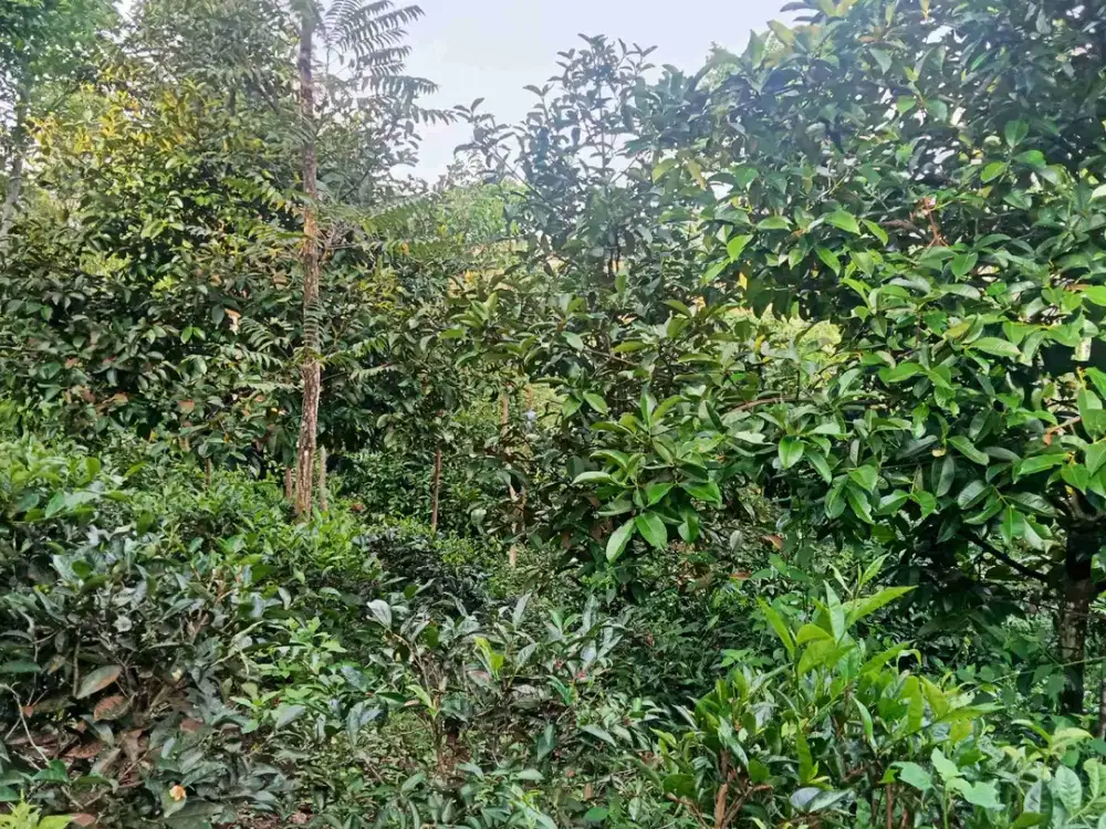 Kebun Manggis 200 Phn, Teh, Cengkeh, Luas 1 Ha, Bojong, Purwakarta.