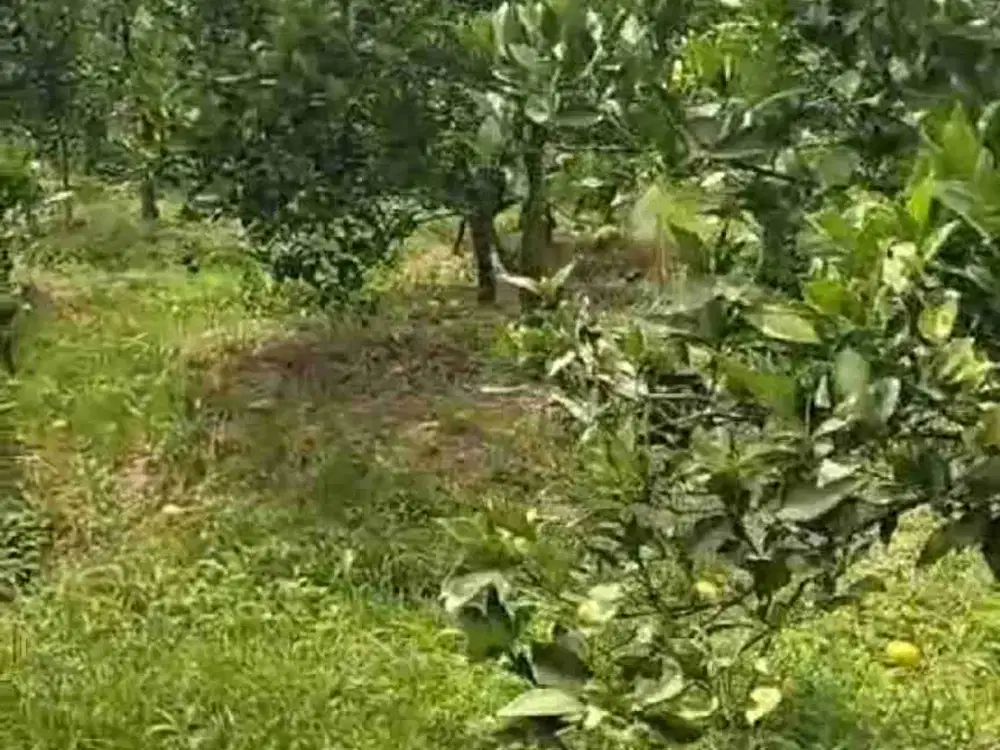 kebun jeruk dau petungsewu siap panen poros jalan