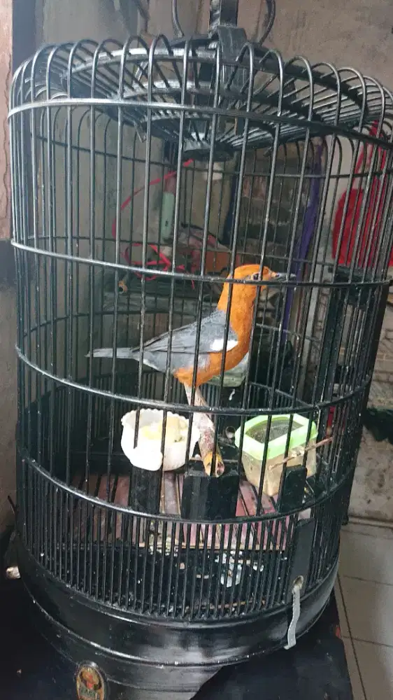 Anis bata merah fs mulus tt boleh