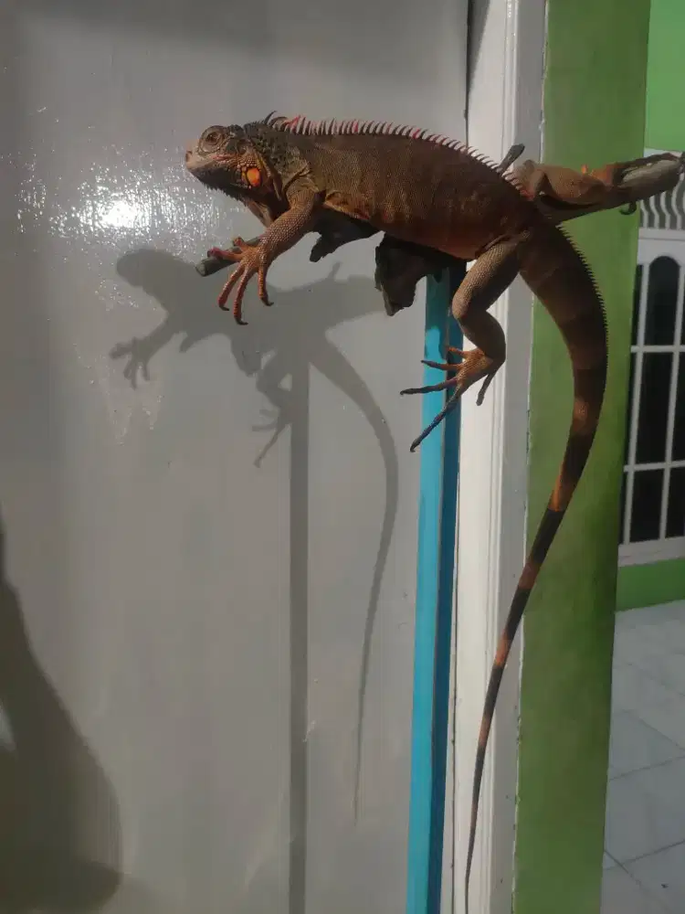 Iguana red minus kuku copot 1