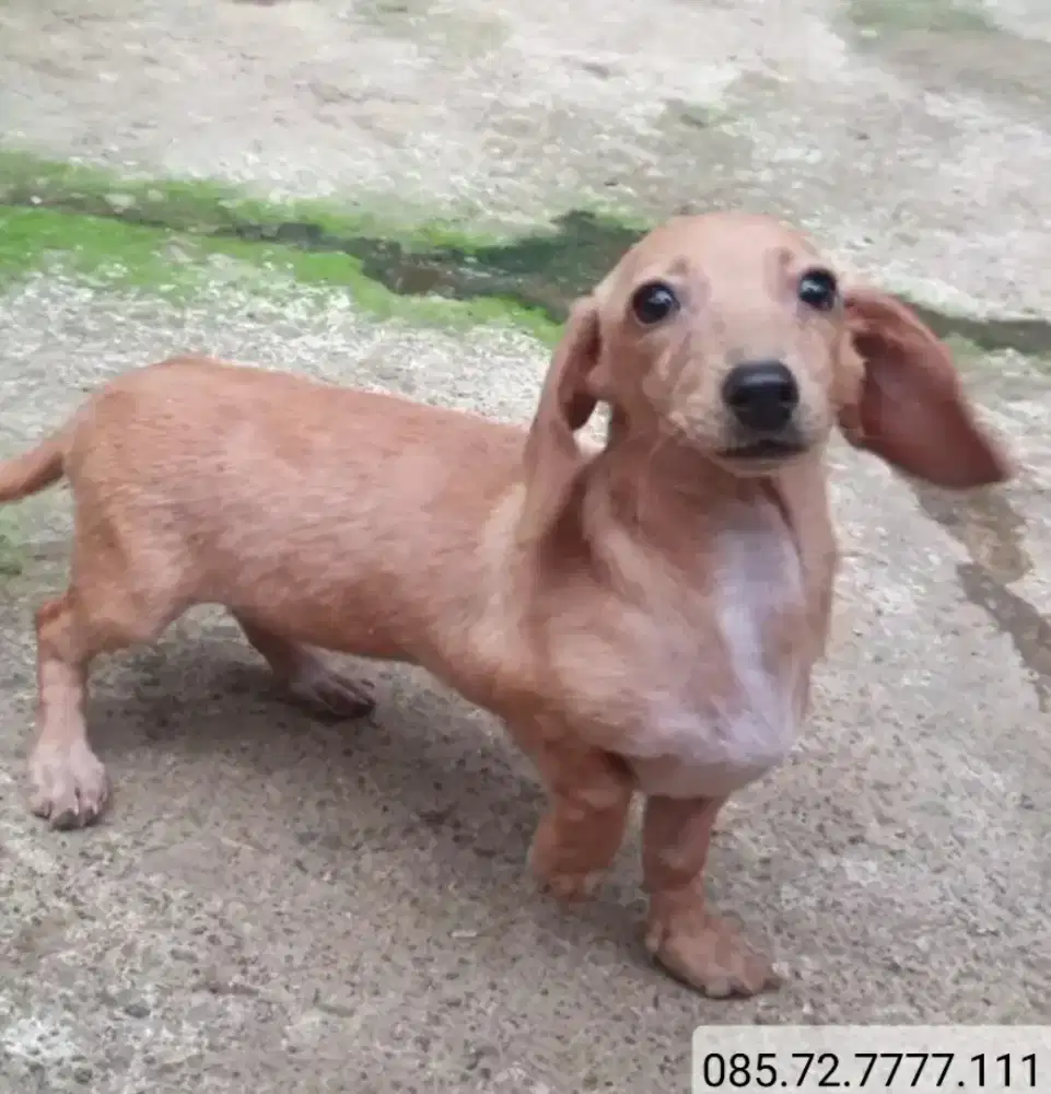 Anak anjing mini Tekel / Dachshund, Betina, minat serius wa no di foto